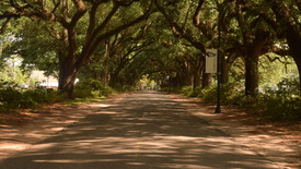 Spring Hill College's Avenue of the Oaks (photo: Marian Cook)