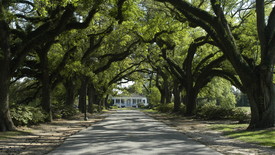 Spring Hill College's Avenue of the Oaks. (photo: )