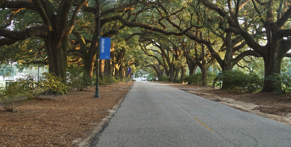 Avery Thayer: Avenue of the Oaks 