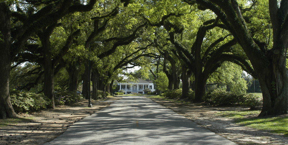 : Spring Hill College's Avenue of the Oaks.