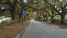 Avenue of the Oaks  (photo: Avery Thayer)