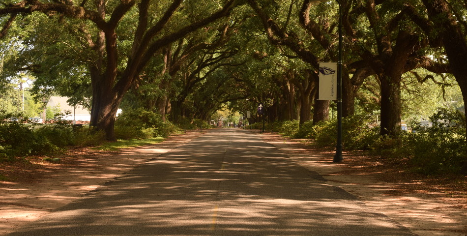 Marian Cook: Spring Hill College's Avenue of the Oaks