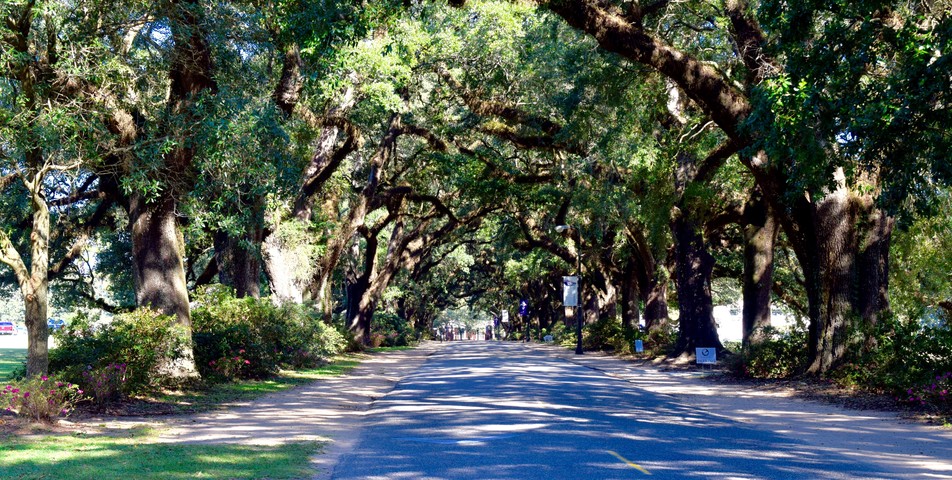 Dori Green: Avenue of the Oaks