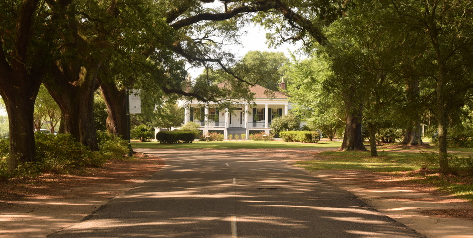 Marian Cook: Spring Hill College Avenue of the Oaks